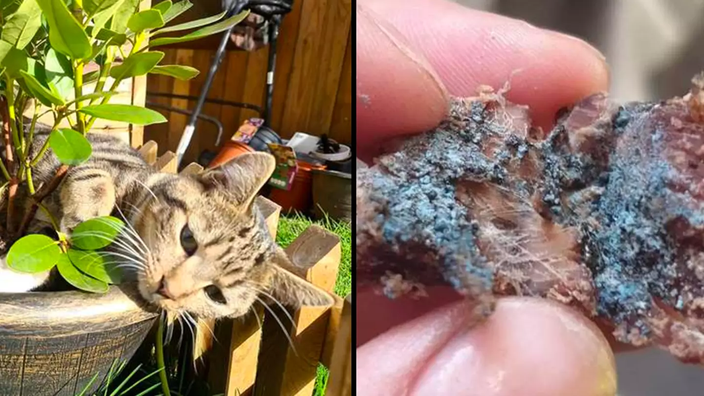 Warning Issued Over 'Serial Cat Killer' After 15 Found Dead In Same Town