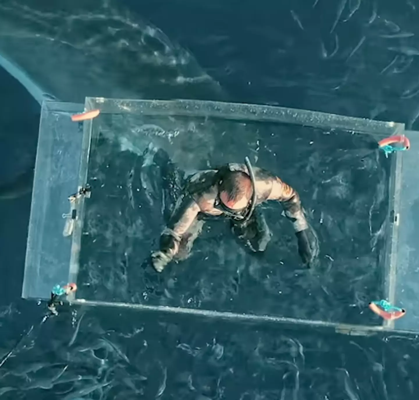 Footage has left viewers horrified after it shows a terrifying encounter between a diver and a Great White.