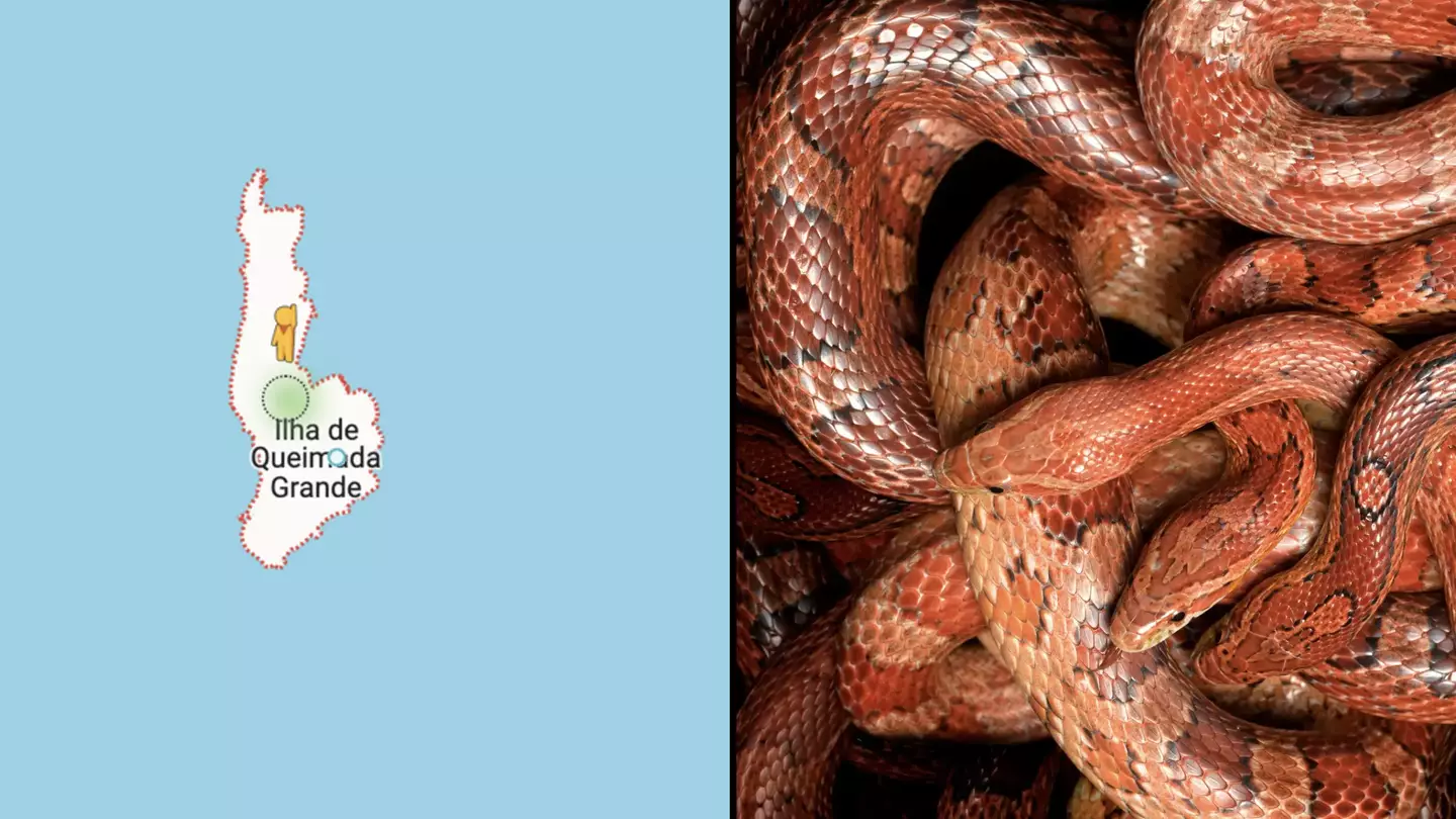Terrifying thing happens when you drop Google Maps pin on Snake Island, home to 4,000 of world’s deadliest snakes