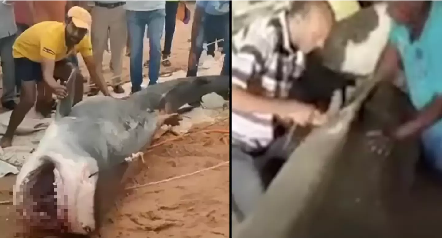 Shark that ate man at Egyptian tourist resort is being 'mummified for museum'
