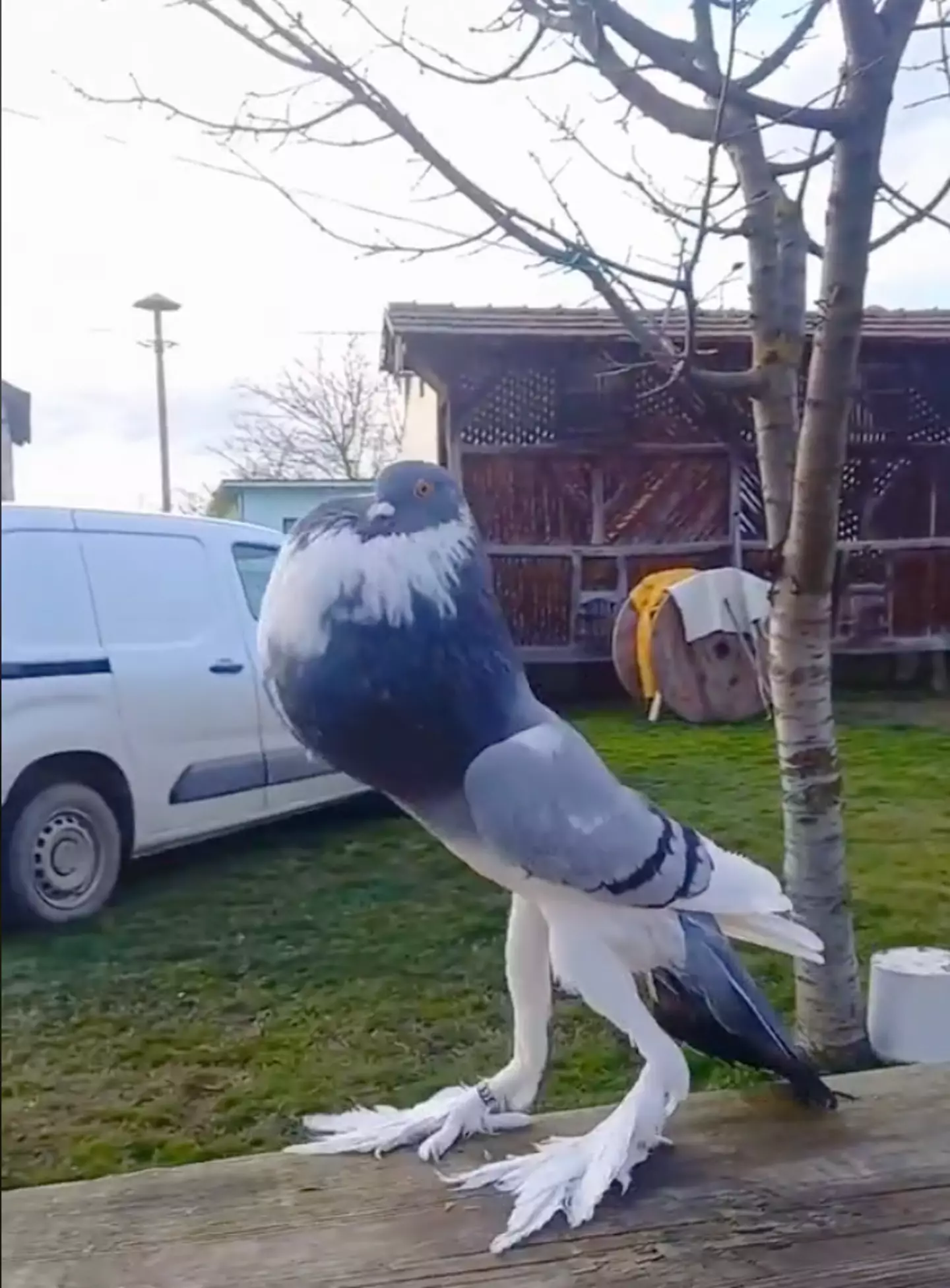 The English Pouter pigeon developed over many years of selective breeding.