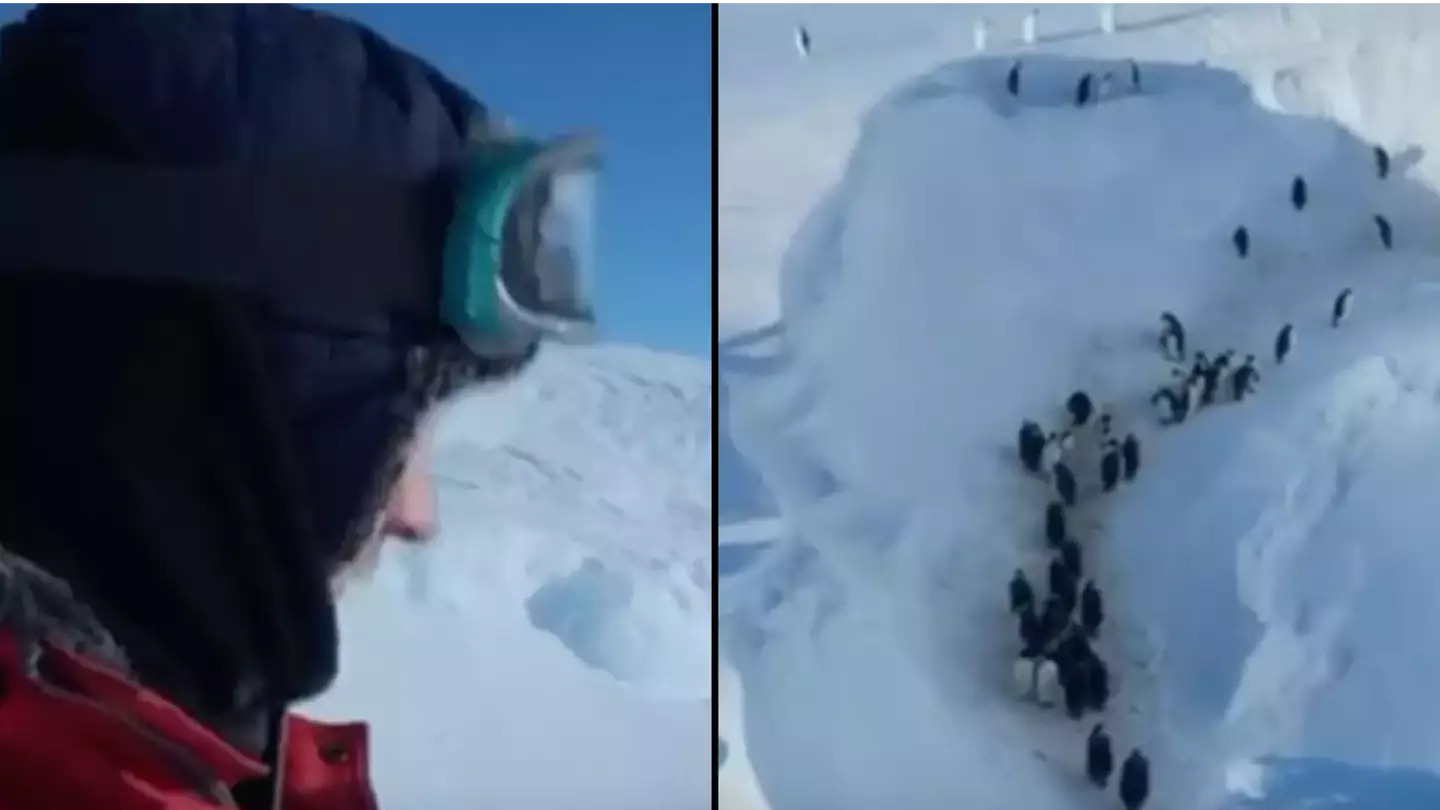 BBC film crew broke big ‘no interference’ rule after spotting problem while filming penguins