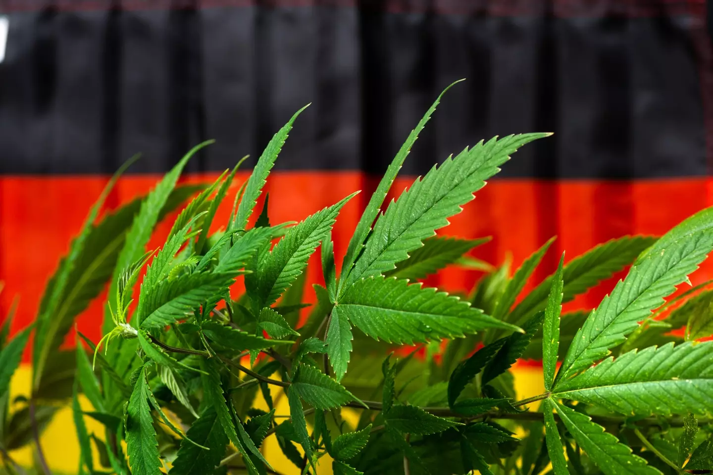 Germany is currently looking at changing the laws on cannabis.