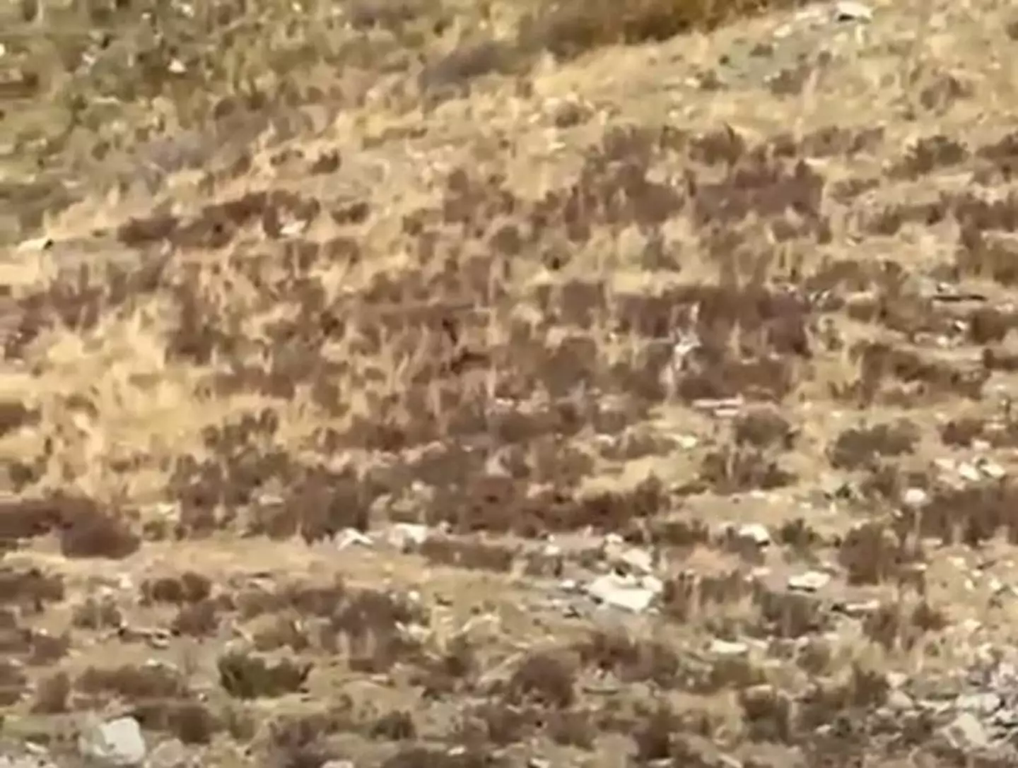 There's Bigfoot! What do you mean you can barely see him and that could be anyone?