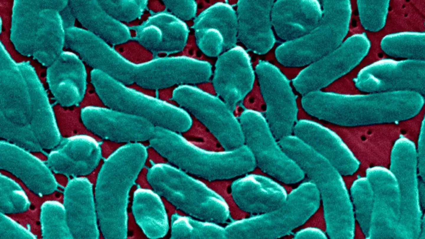 Warning as 'flesh eating bacteria' cases rise leaving 1 in 5 dead