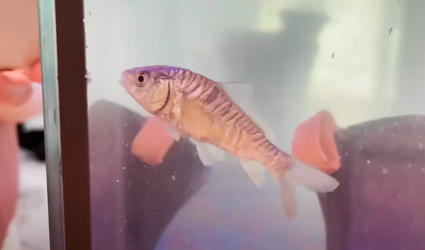 His hard work paid off in the end. (YouTube/Max Fosh)