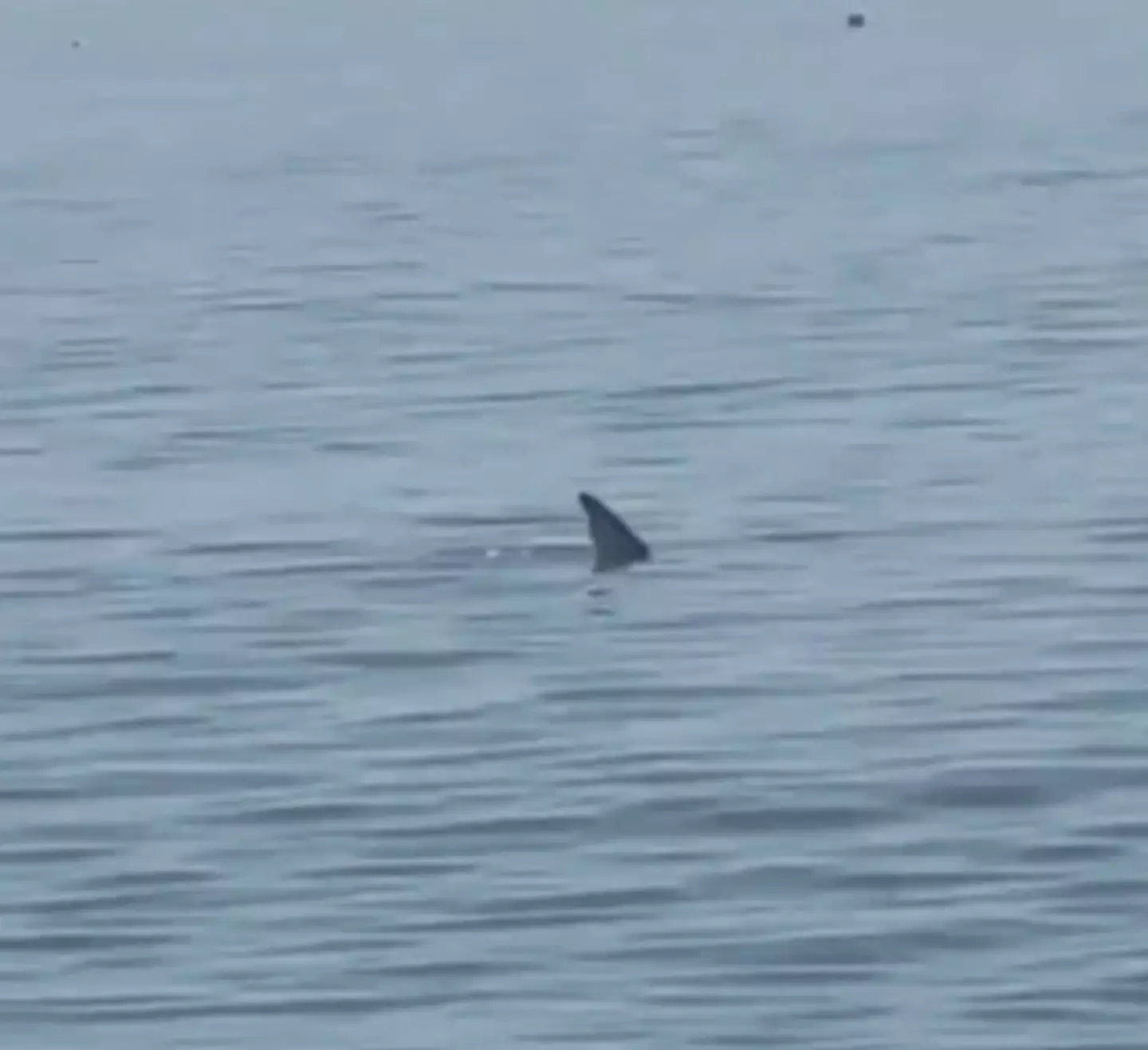 A shark was spotted on a beach on Spain.