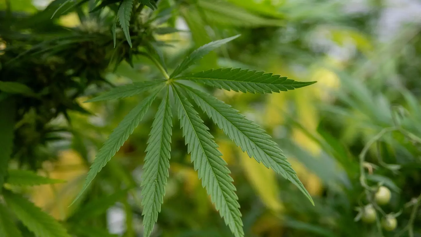 Krisztian Elek/SOPA Images/LightRocket via Getty Image