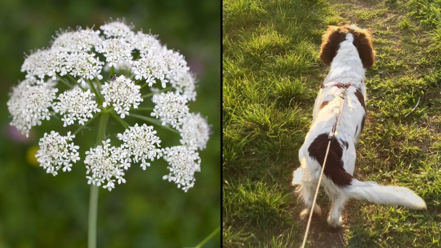 UK's most dangerous plant found in area where number of dogs died