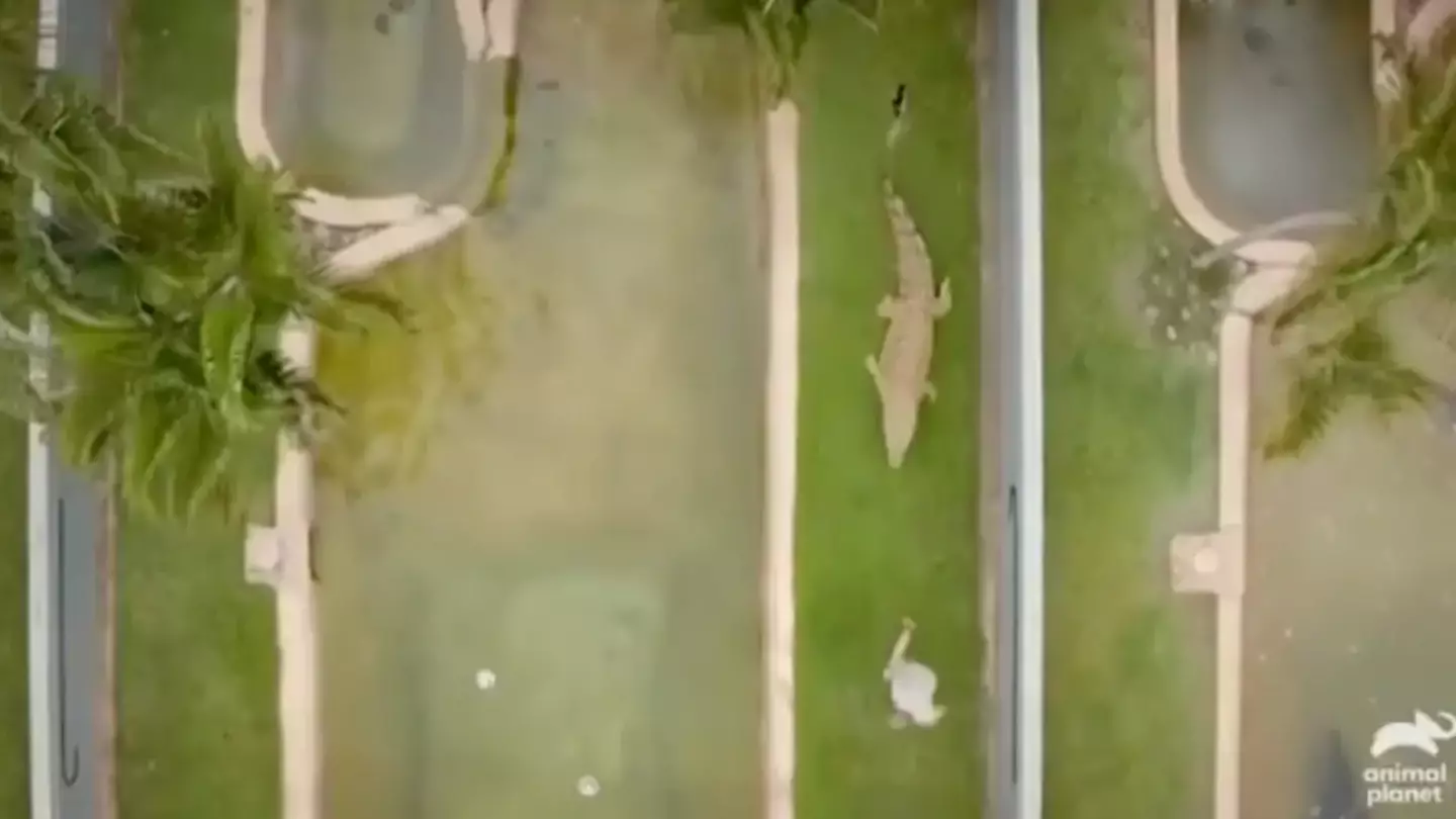 Animal Planet