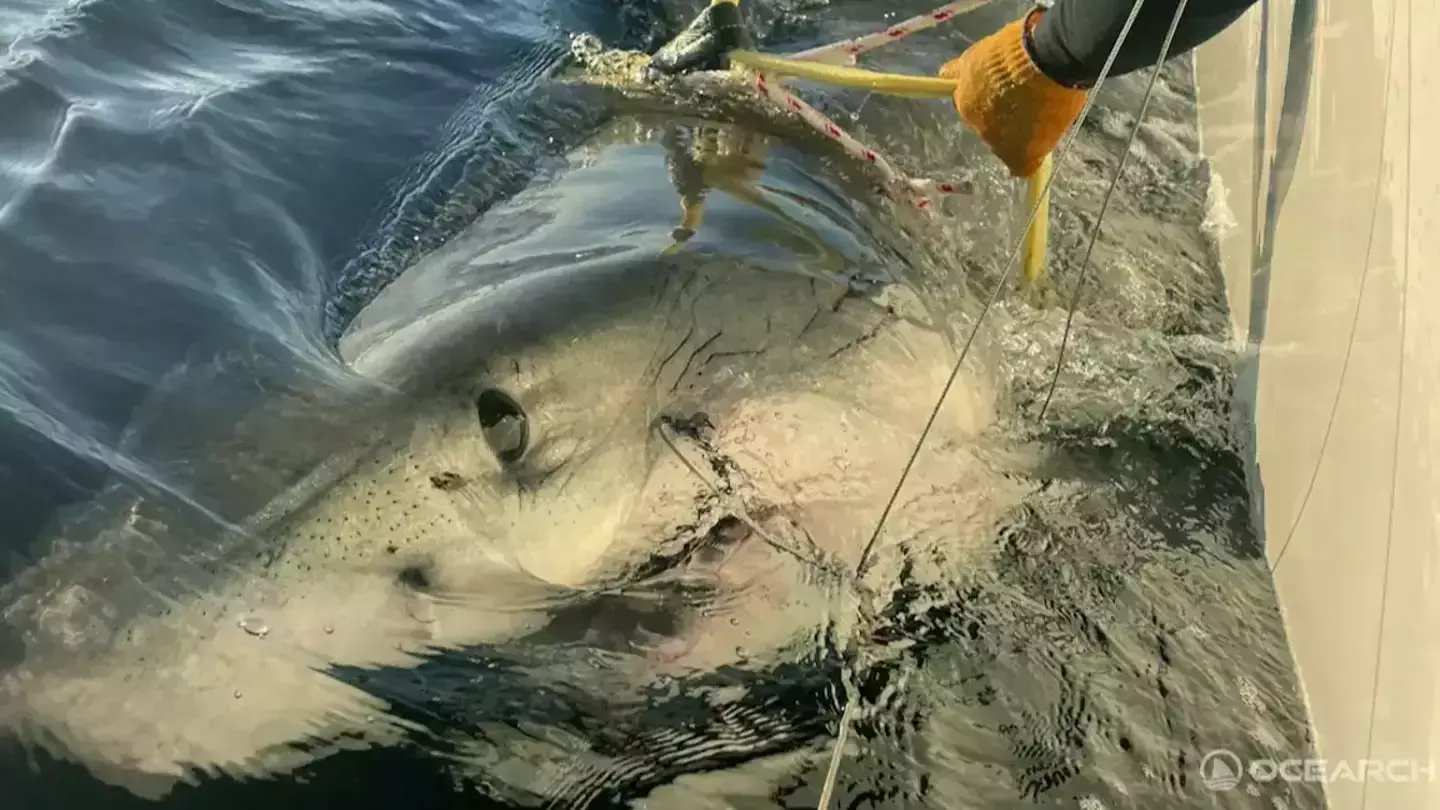 OCEARCH