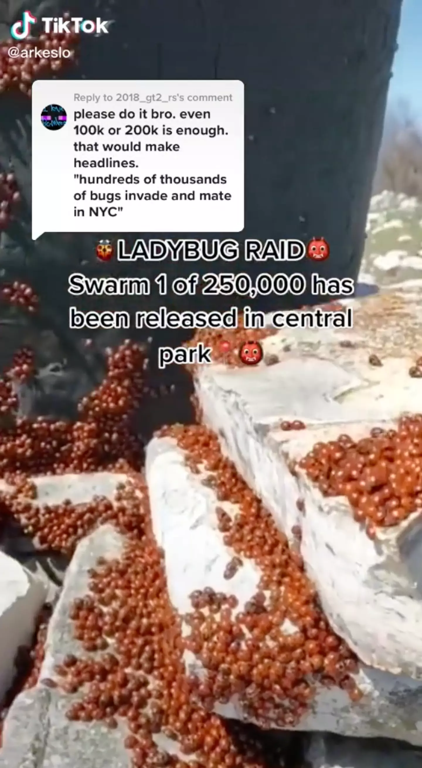 Another TikToker claimed to have released hundreds of thousands of ladybirds in Central Park.