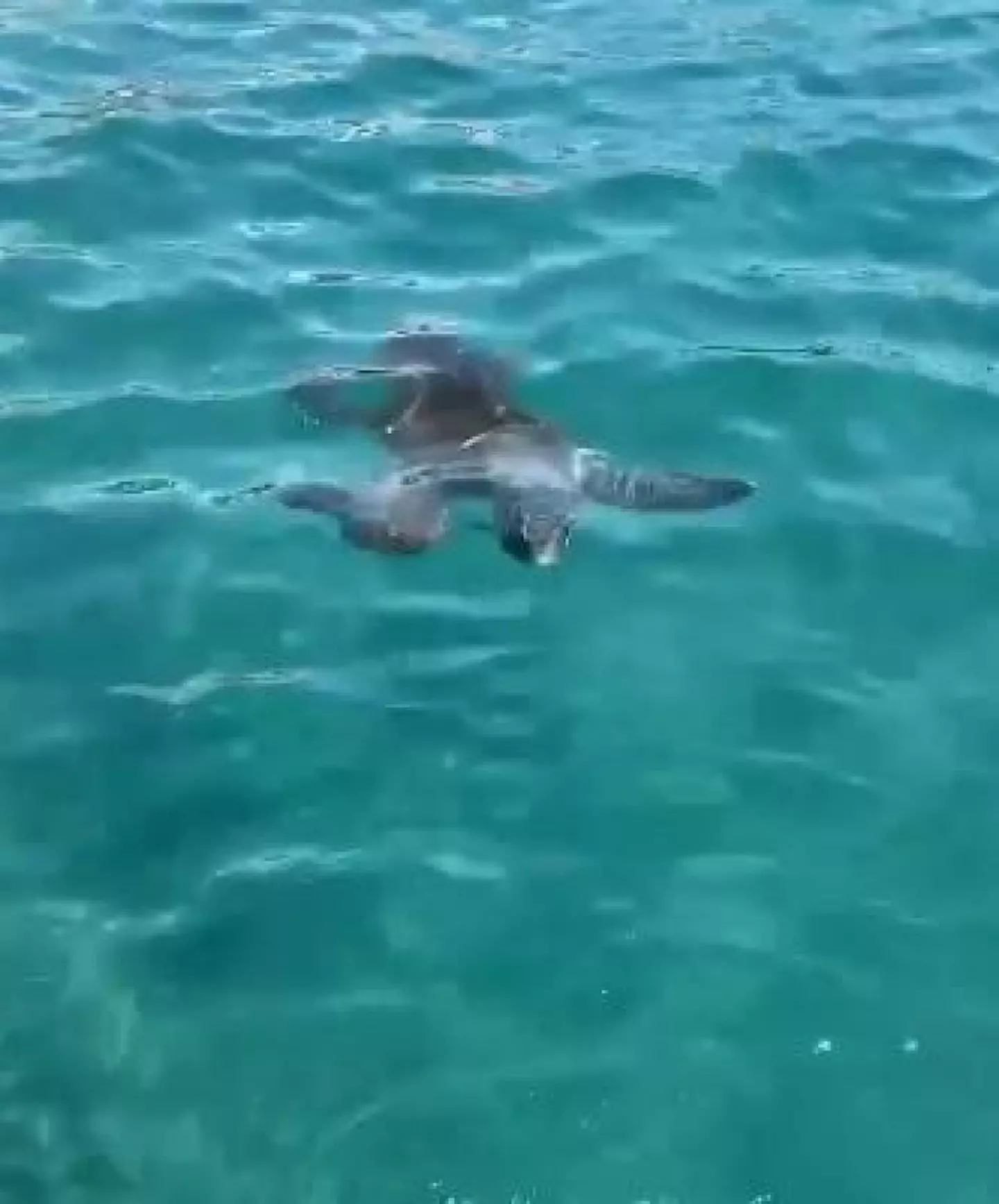 Sea turtles are rarely aggressive towards humans, but it's still important to be wary when you're in their territory.