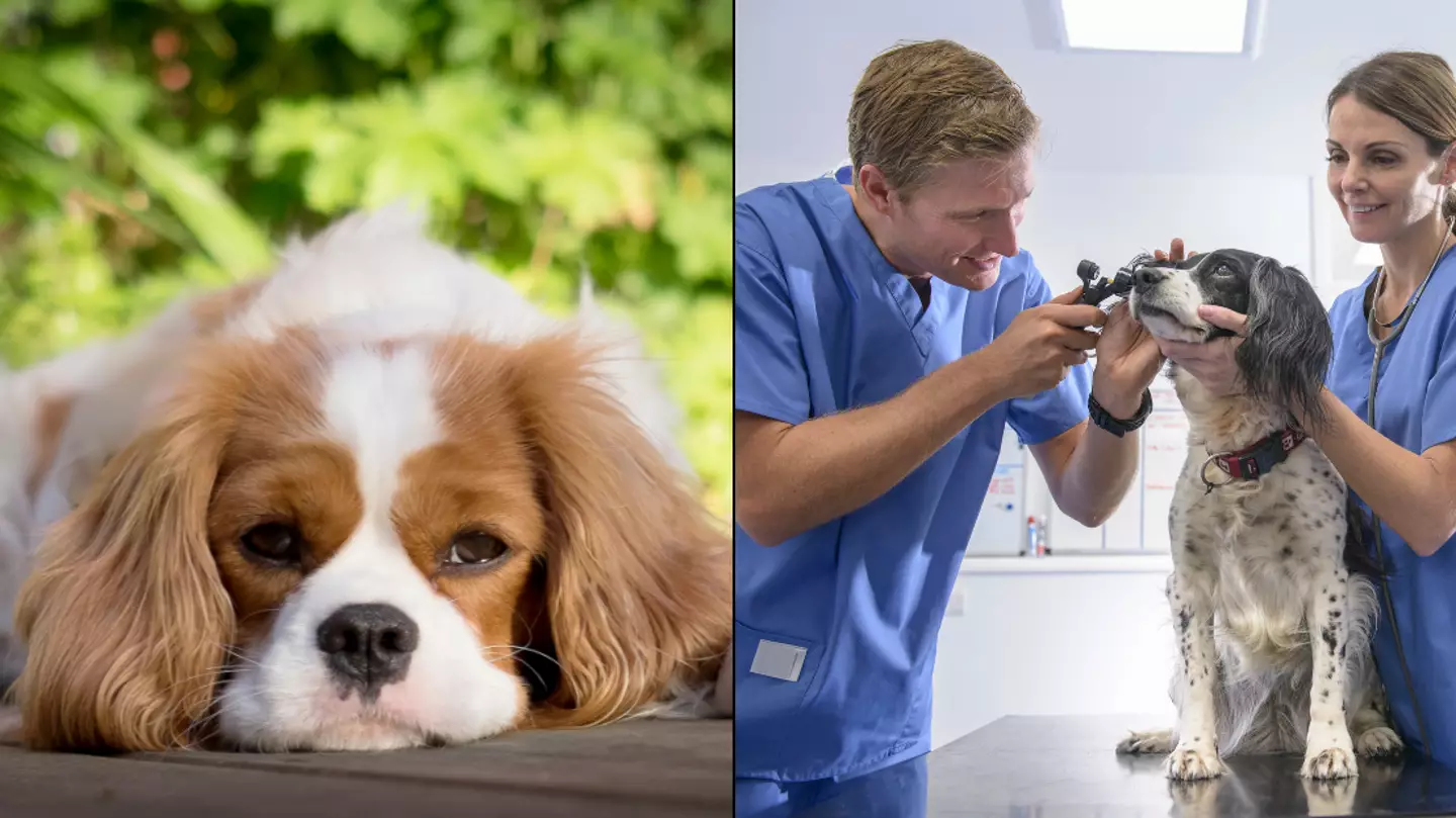 Veterinary nurse warns about dangers of owning popular family dog breed in UK