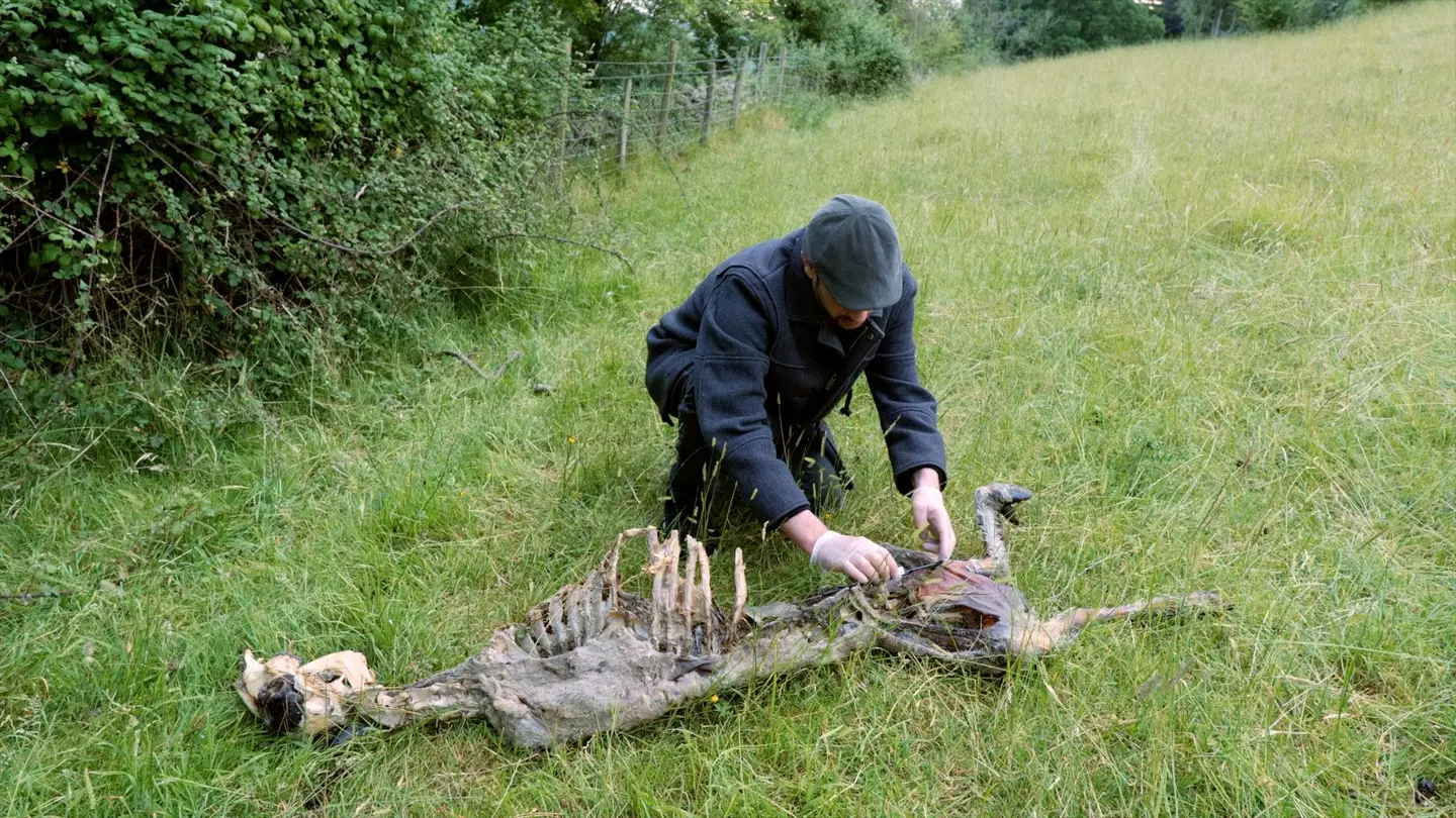 New DNA evidence has provided us with ‘definitive proof’ that black panthers and other big cats are living in Britain.