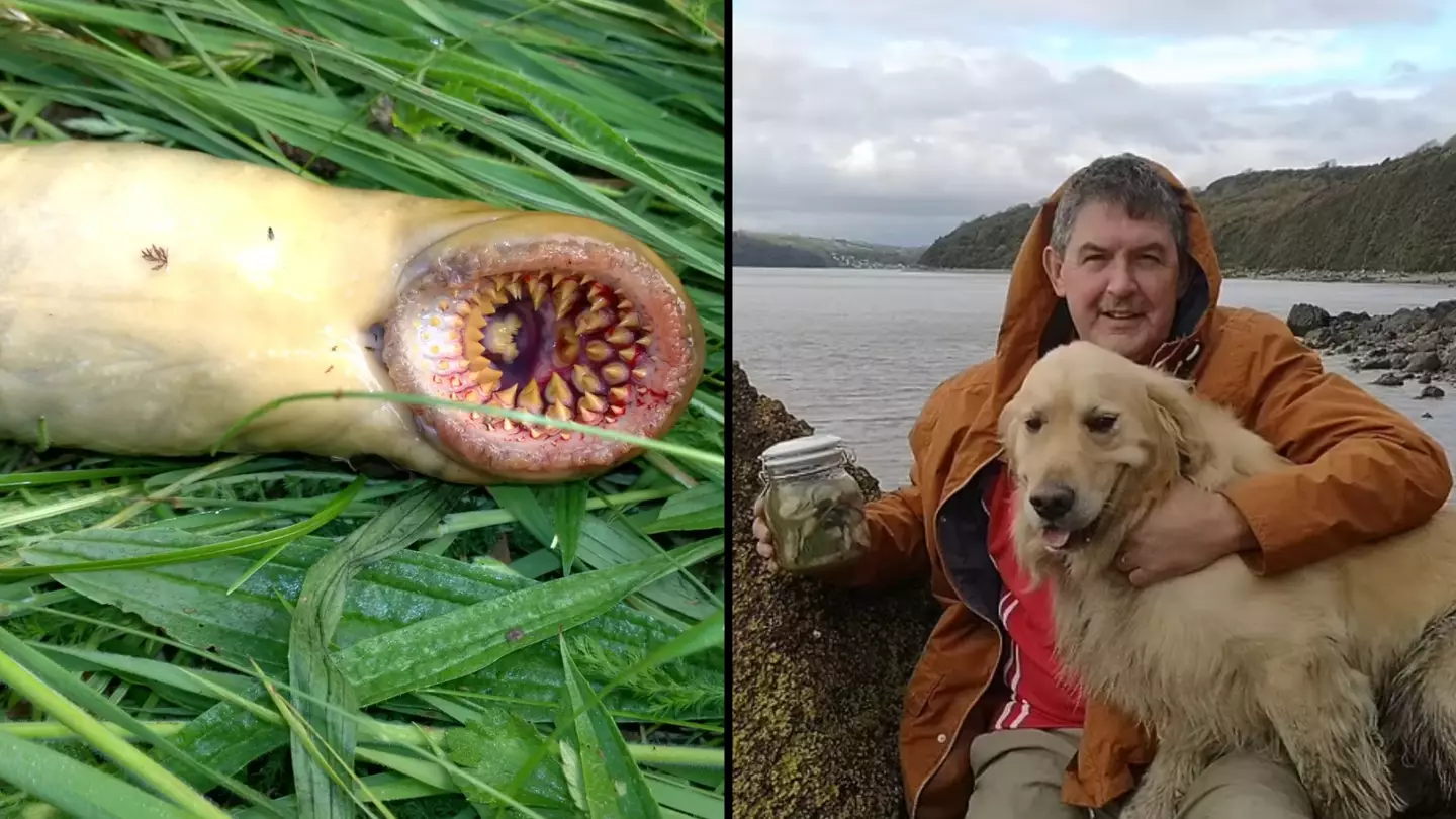 Terrifying creature that 'looks like it's from film Teeth' spotted in UK river