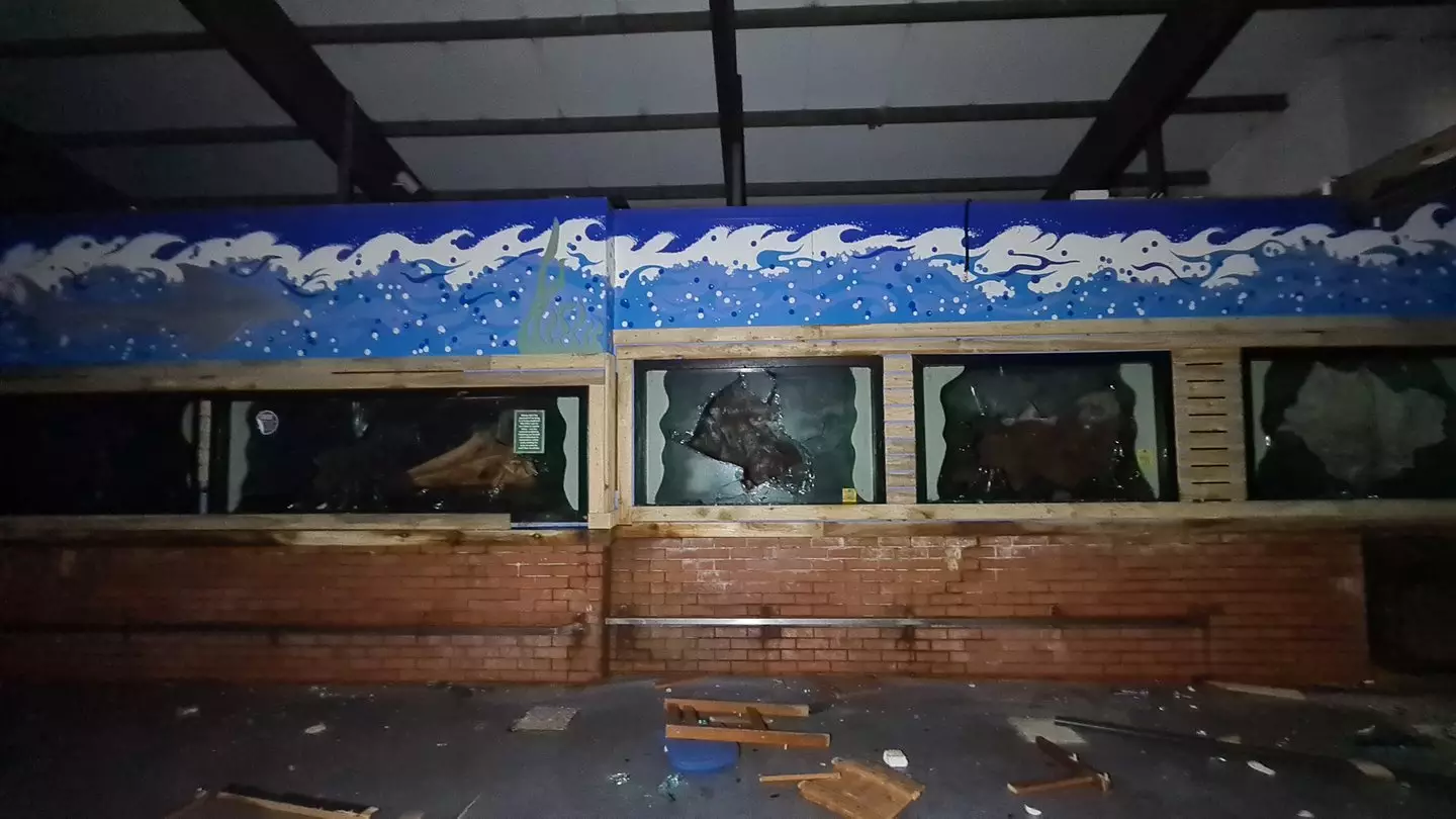 Daniel couldn't believe that someone managed to smash the glass on one of the tanks (SWNS)