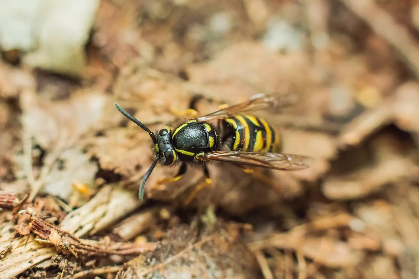 The wasps are distinctive by their size and yellow legs (Getty Stock Images)