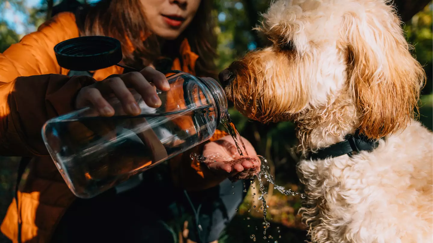 Signs that your pet might be overheating as temperature in UK set to hit up to 28 degrees