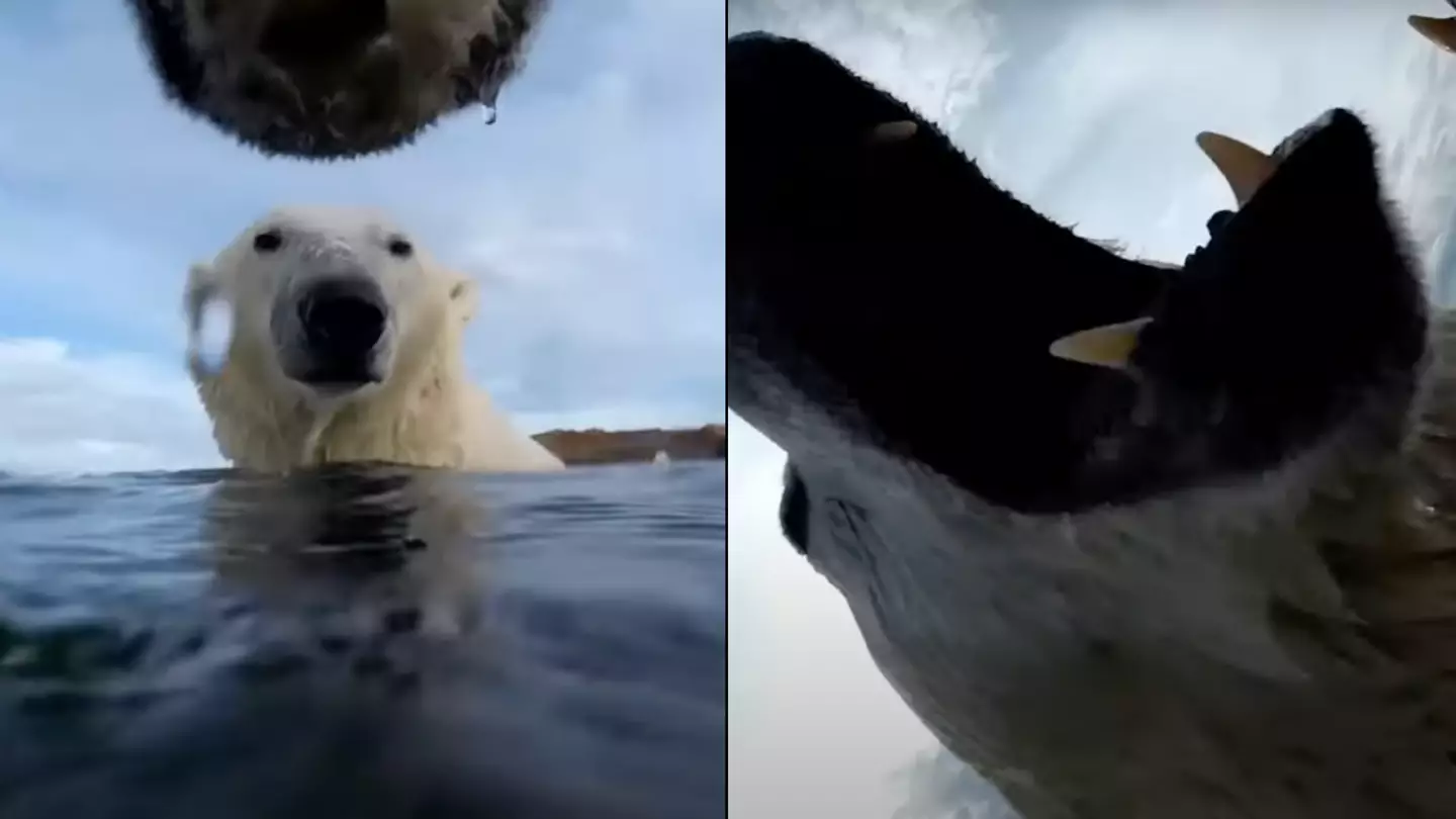 Scientists left alarmed by findings after attaching cameras to a group of polar bears