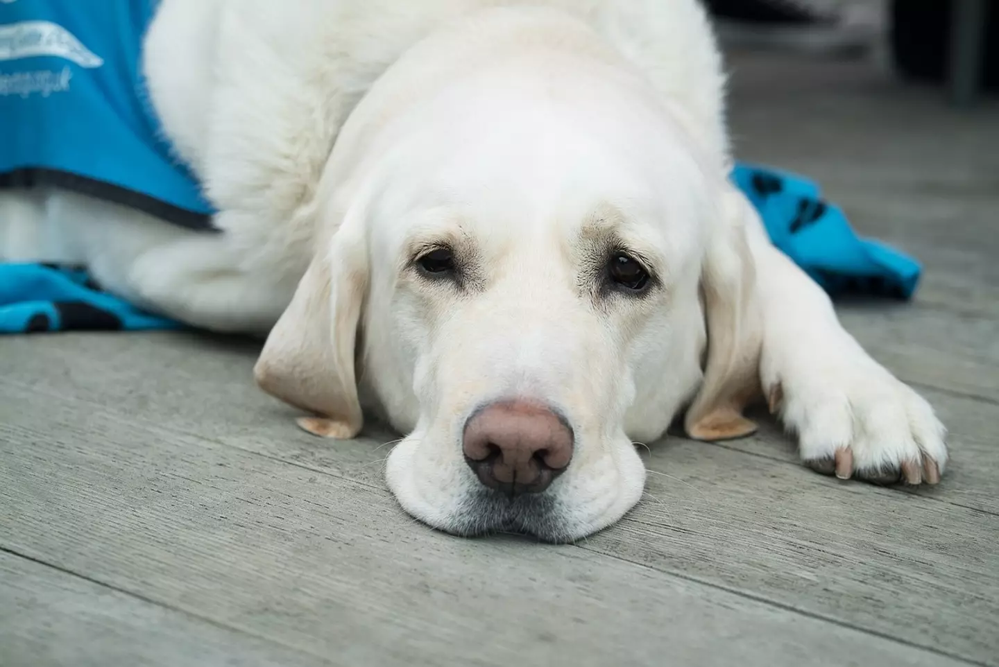 The vet spoke about their experience on Reddit.
