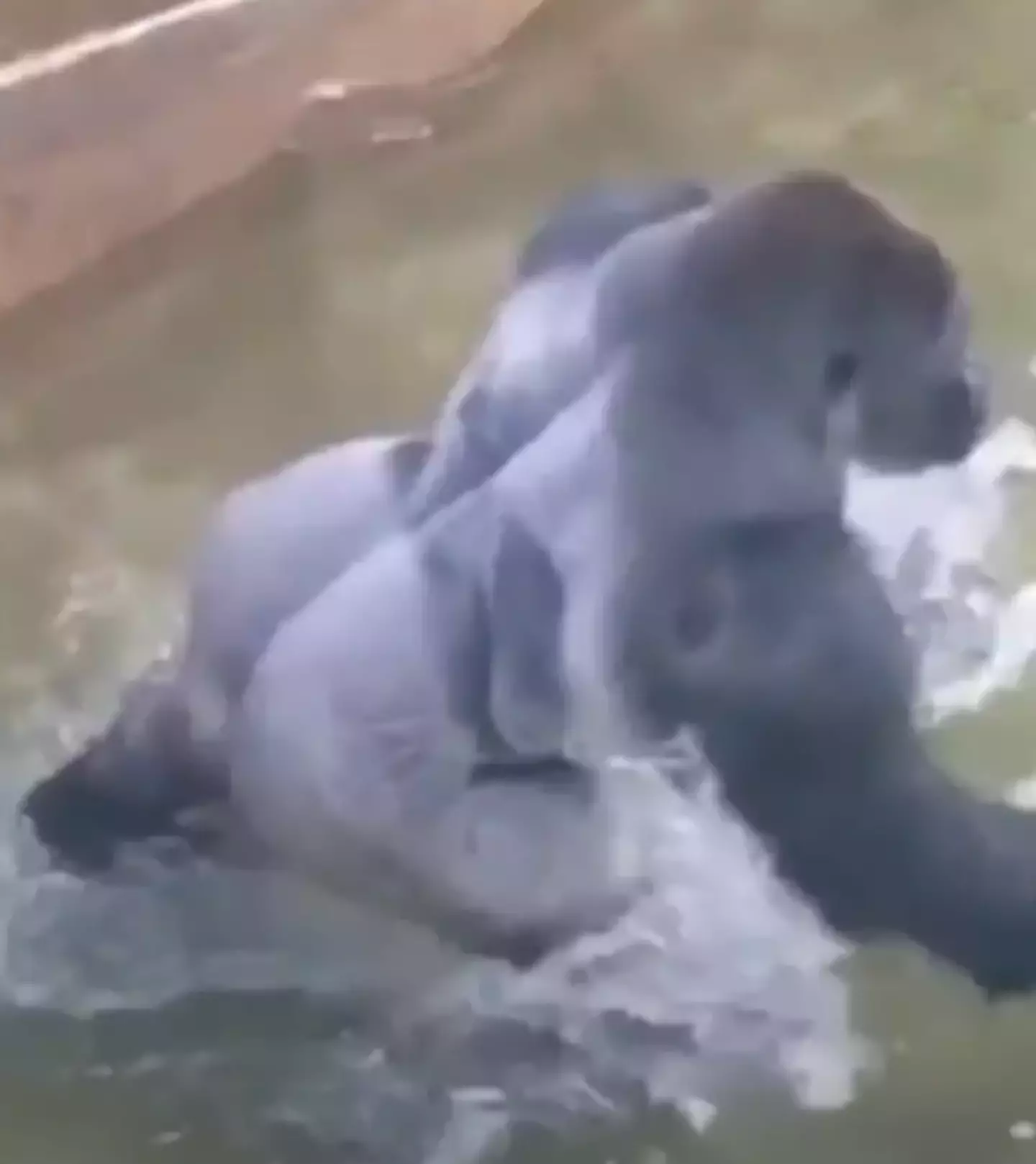 The director of a documentary on Harambe says the zoo made a critical mistake (Harambemovie.com)