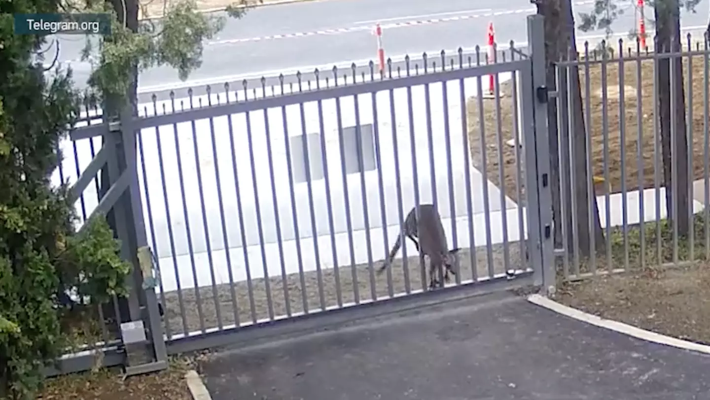 The kangaroo was seen trying to squeeze itself through the gate of the Russian embassy in Canberra, Australia.