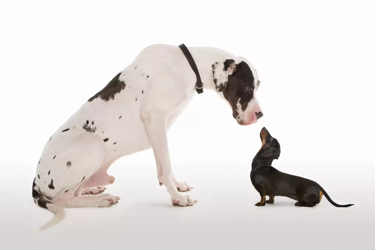 The drug is supposed to tackle a hormone called IGF-1, which is thought to help big dogs grow a lot when they're young but could cause them to age and die sooner (Getty Stock Image)