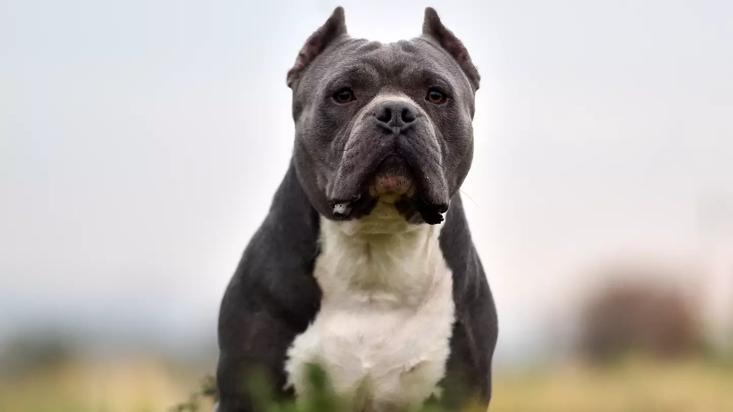 Protocol you must follow if an aggressive dog approaches you