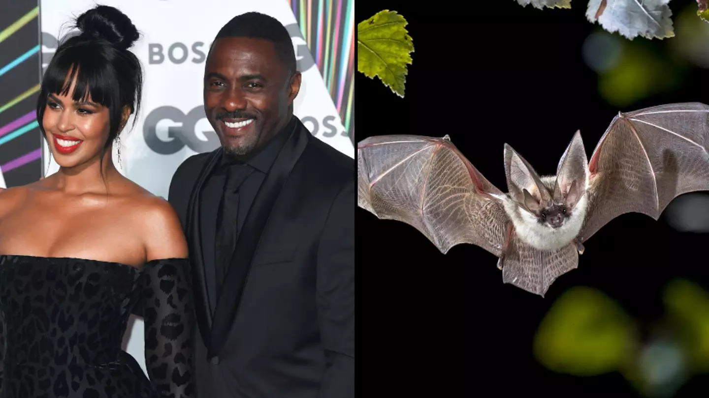 Idris Elba and his wife had their shower sex interrupted by a bat