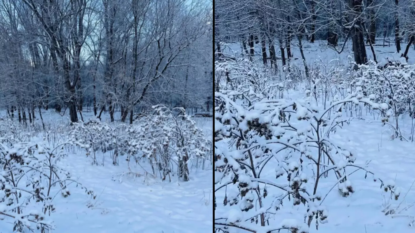 You have high IQ and 'sniper vision' if you can spot hidden dog stood in the snow in this image