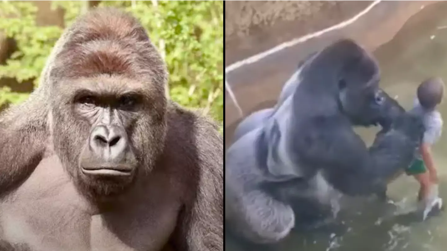 Harambe’s sperm was collected after he died so he could continue his blood line