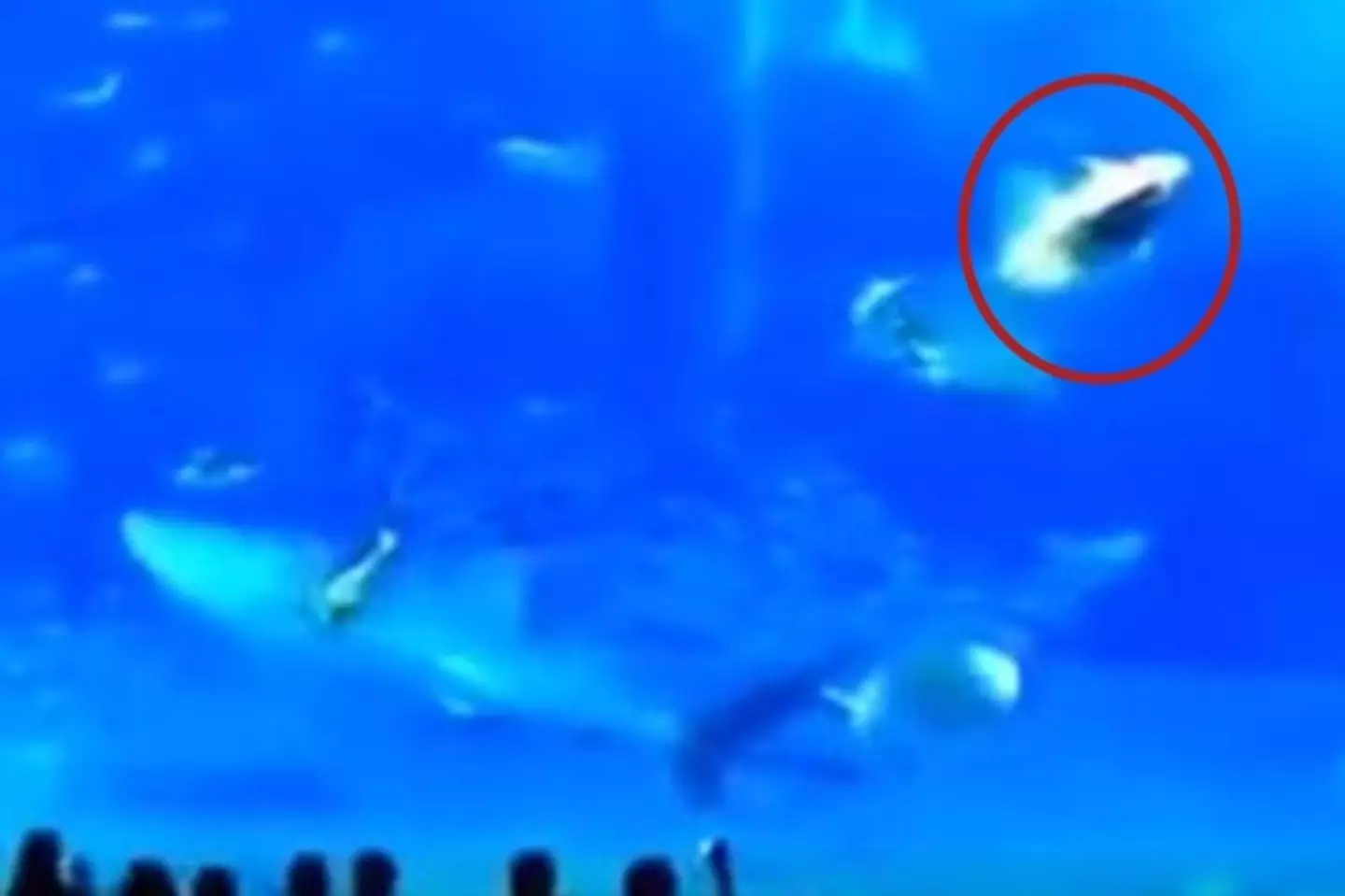 Footage showed the moment the fish smashed into its tank.