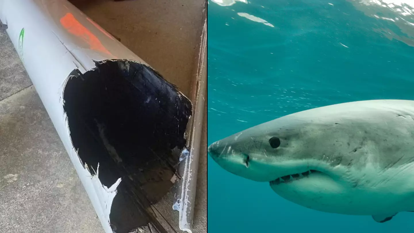 Paddler in terrifying encounter with Great White Shark as canoe is bitten in half