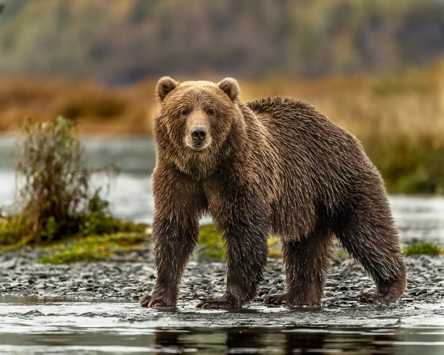 A bear killed both Treadwell and his girlfriend Annie. (Getty stock image)