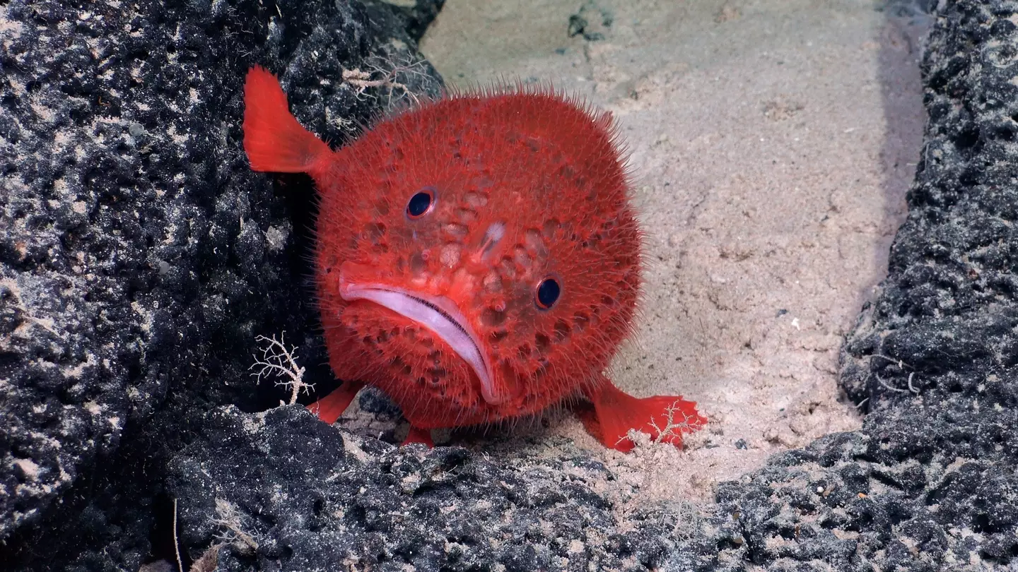 The found a 'vibrant ecosystem' (ROV SuBastian / Schmidt Ocean Institute)