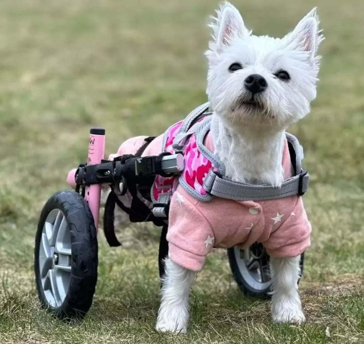 Tammy won a holiday for her work helping disabled animals, but she's not allowed to bring her dog. (Instagram/@pumpkinonwheels_pumpkinpower)