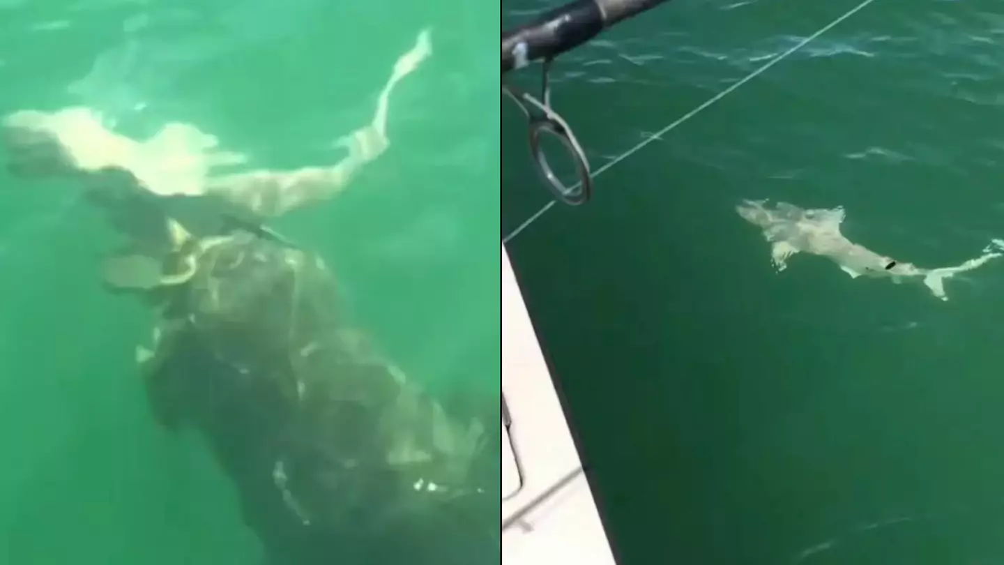 Fishermen stunned after seeing shark devoured in one bite by enormous sea creature