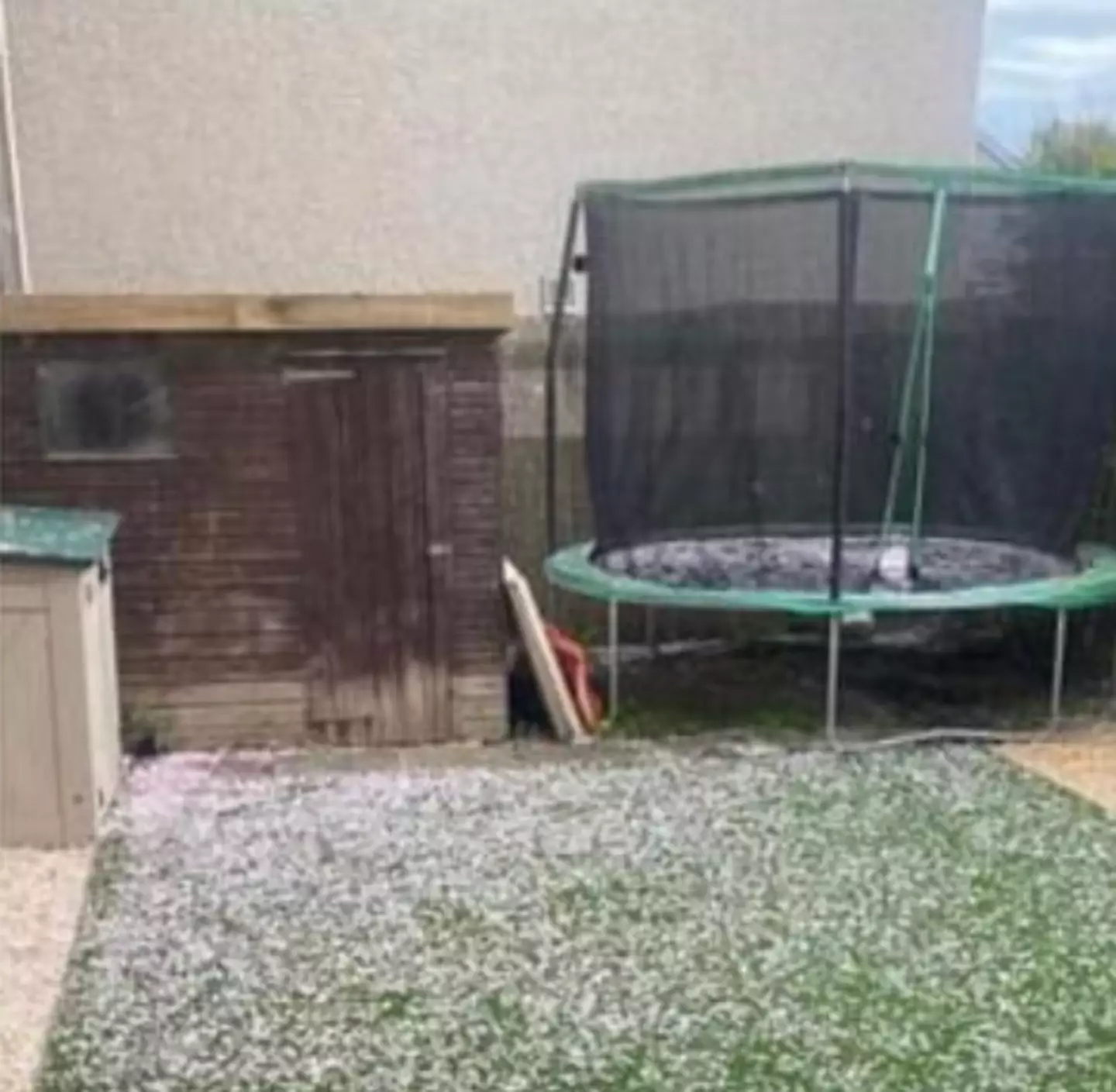 A homeowner's neighbour's blossom tree has angered her for leaving petals all over her astroturf.