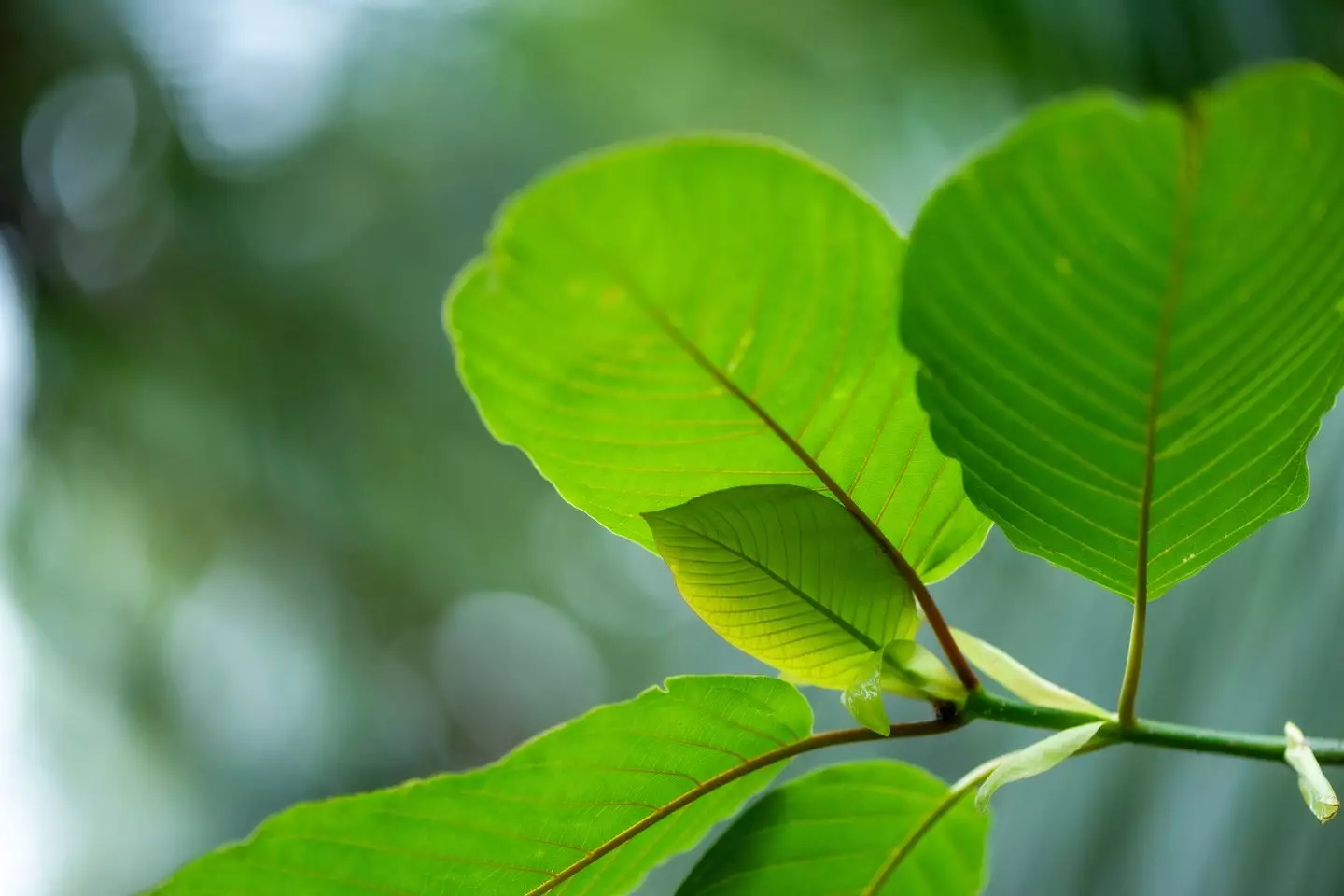 The drug comes from the plant mitragyna speciosa (Getty Stock Images)