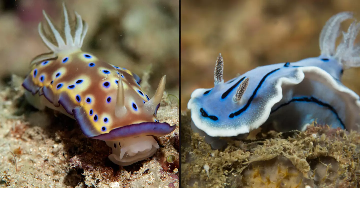 New species of mysterious sea creature found in UK for first time could be a serious warning