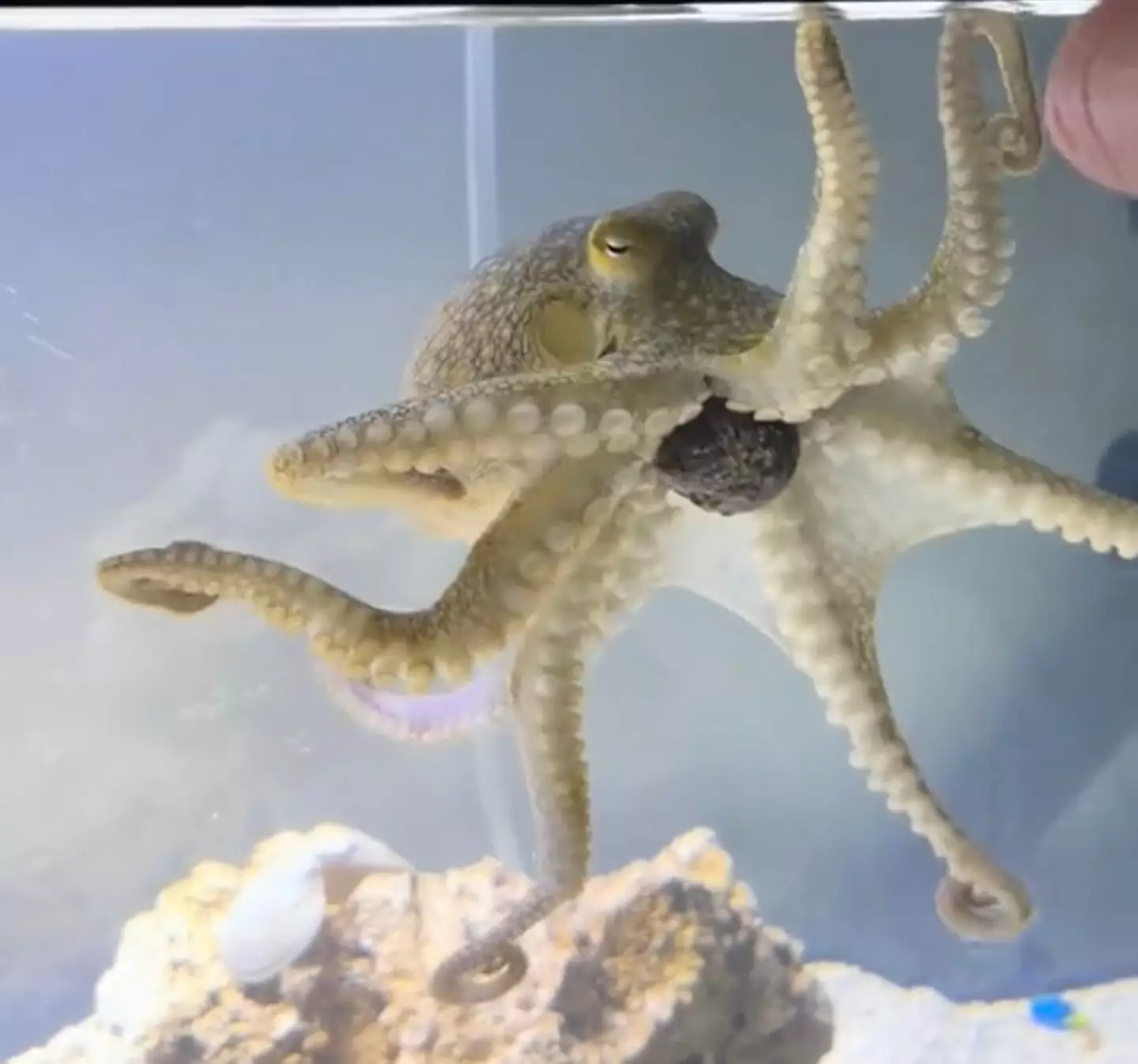 Terrance quickly became a beloved member of the Clifford brood (TikTok/@doctoktopus)