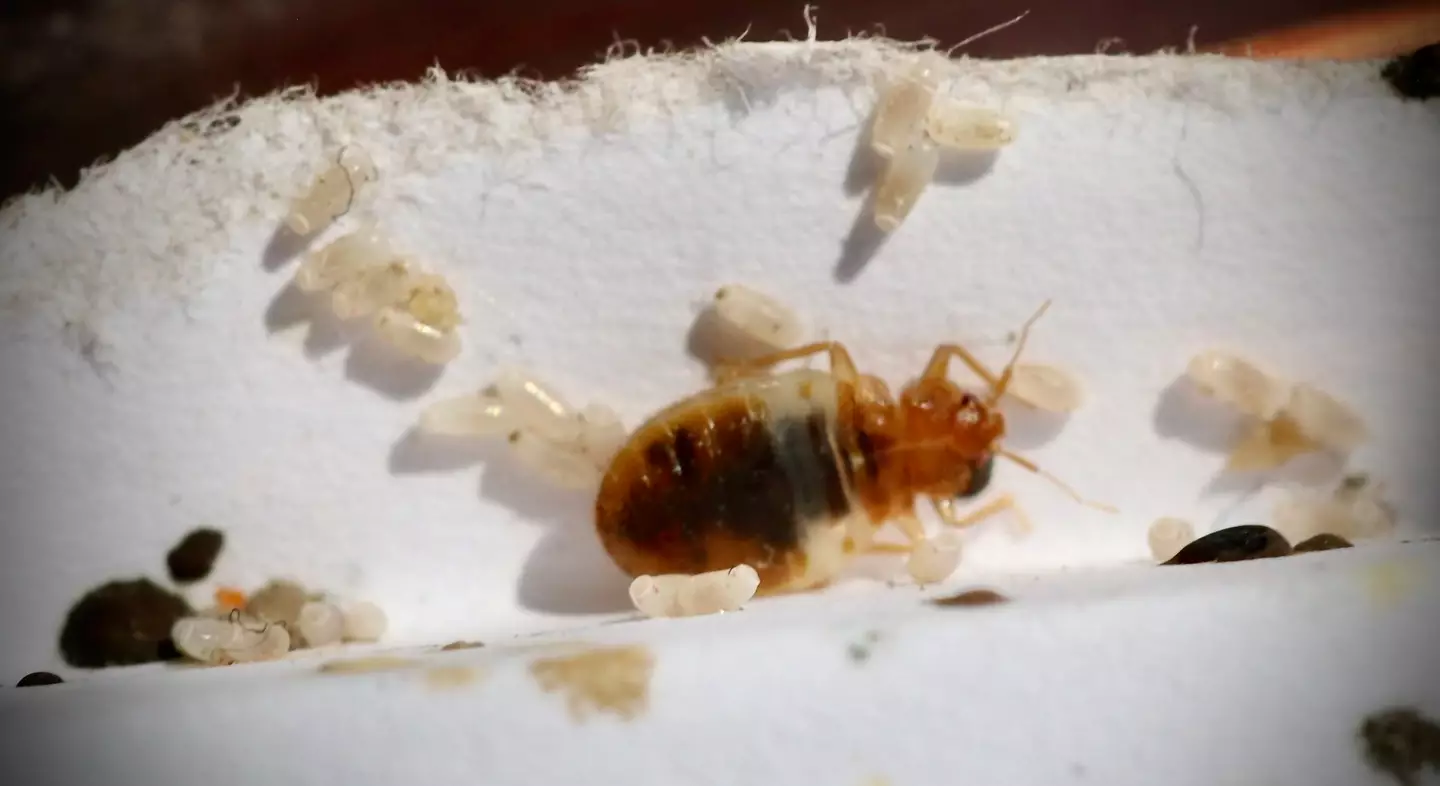 Don't panic - there are things you can do if you have bed bugs.