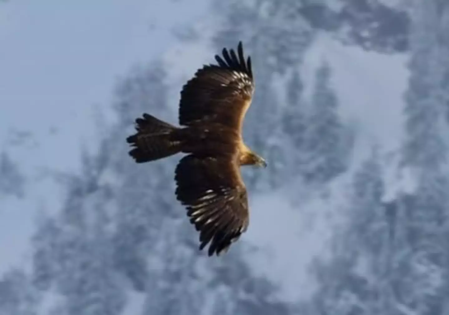 David Attenborough educates the masses about the environment.