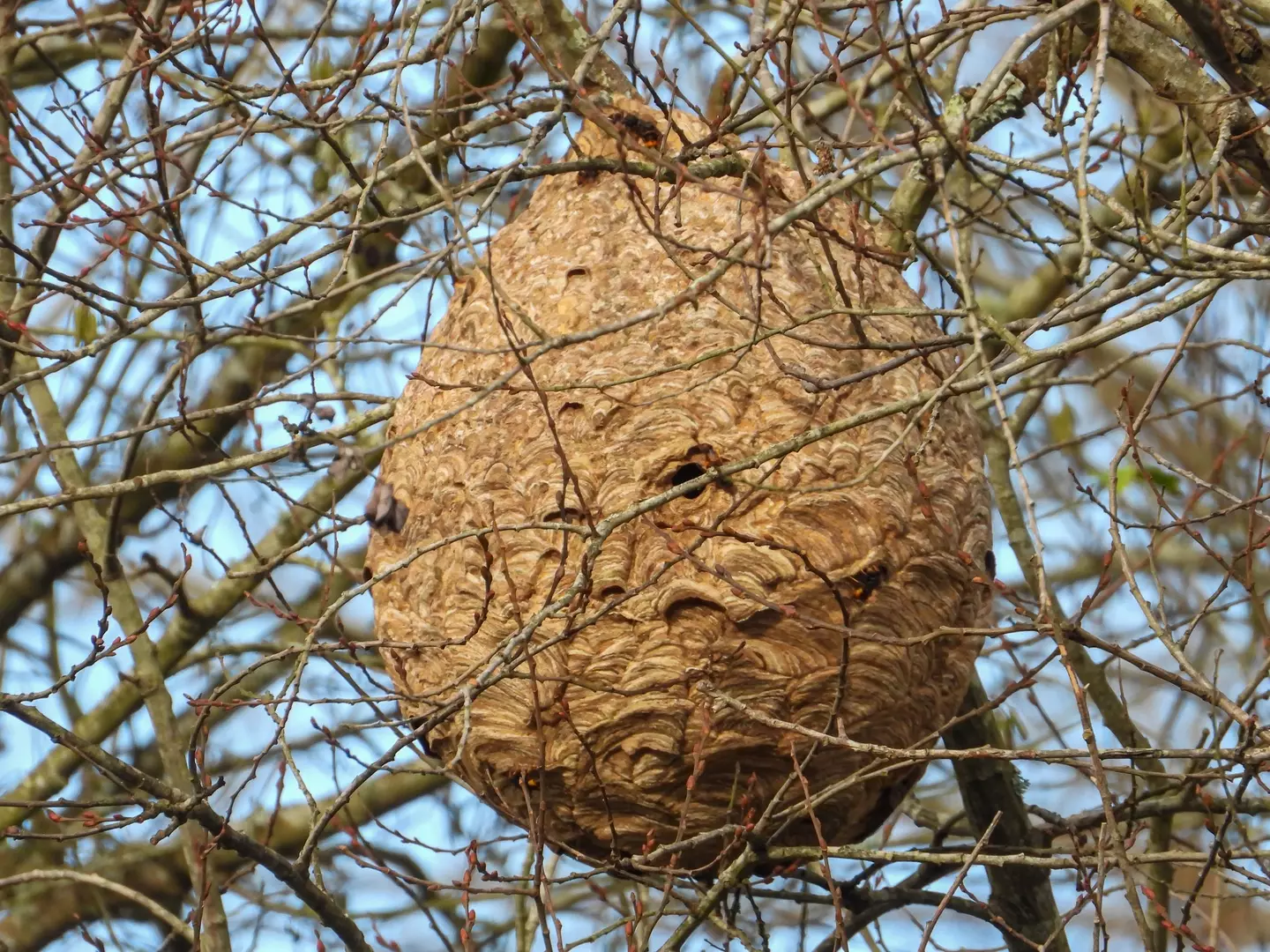 The first Asian Hornet nest of the year was discovered on 16 April (Getty Stock Image)