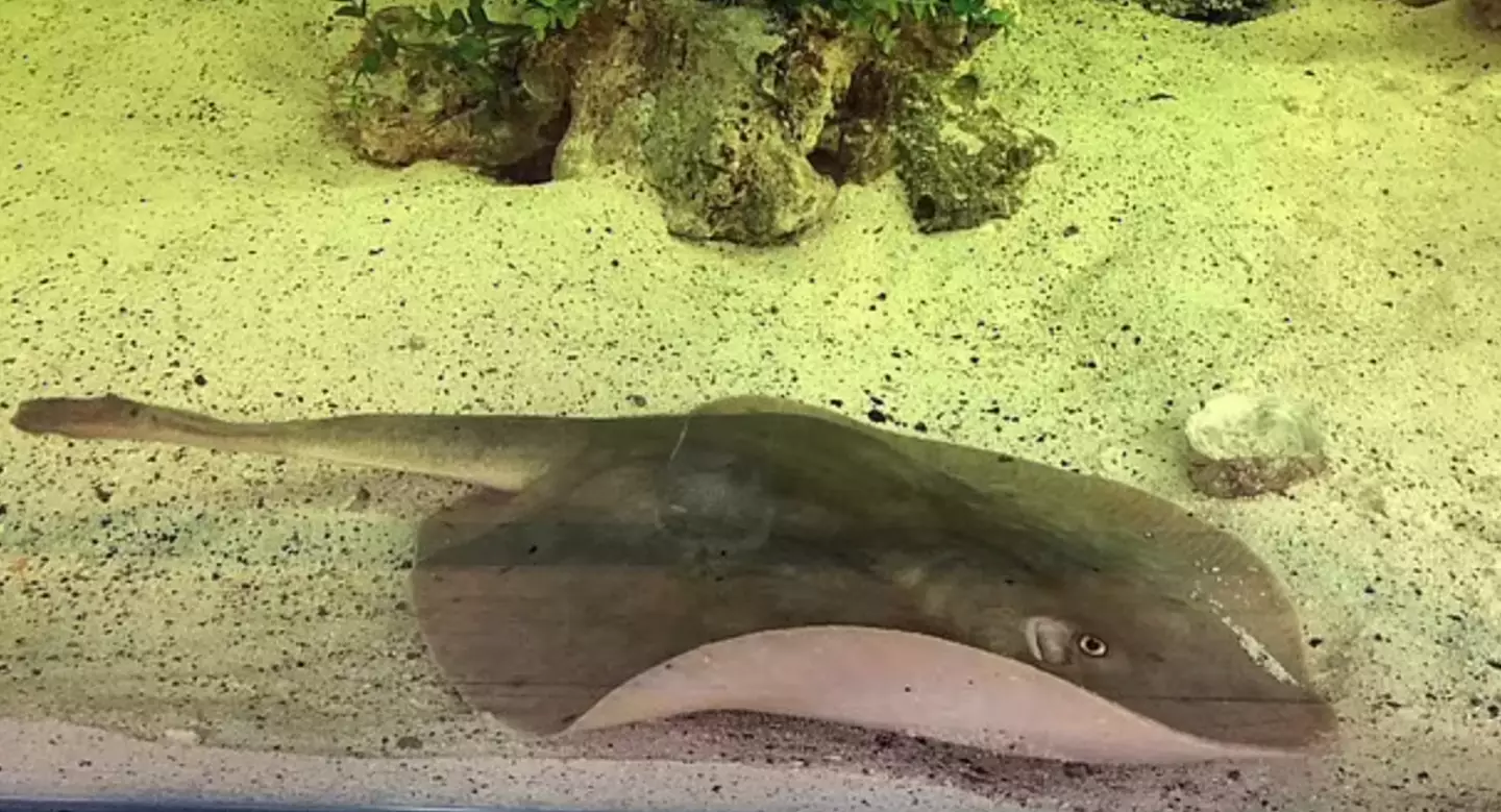 Charlotte the stingray is set to give birth imminently.