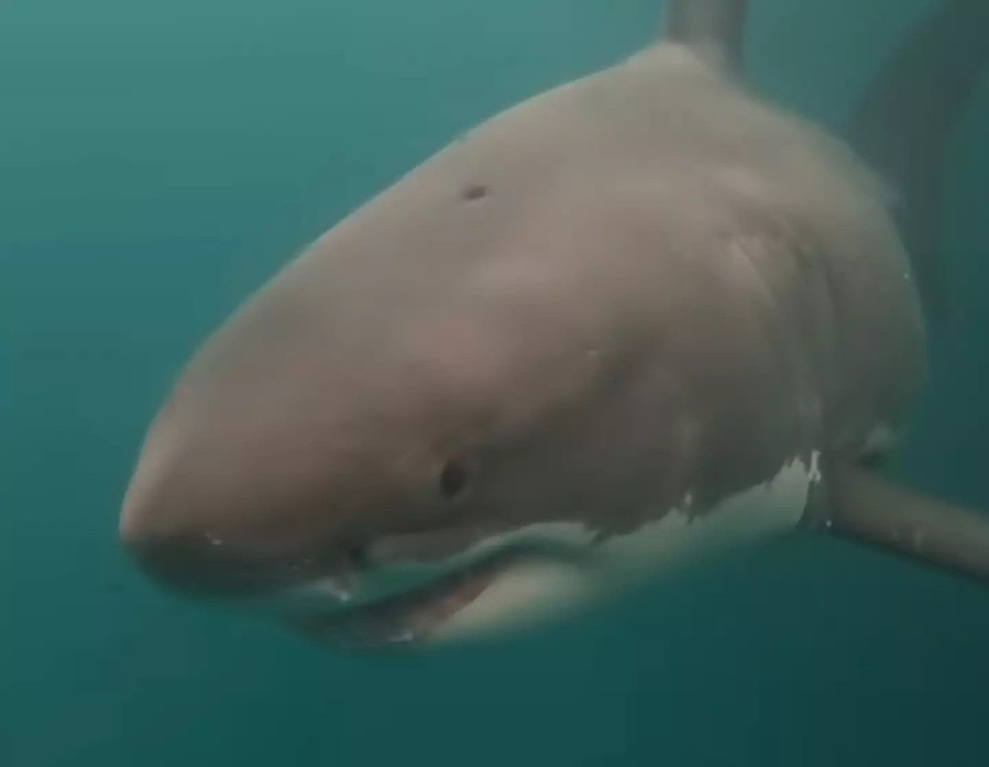 The shark can be seen with a hole in its head (California White Shark Project)