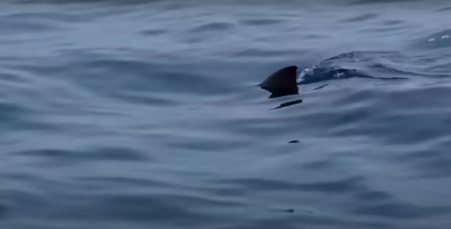 Scientists spot a 15ft Great White shark coming into view.