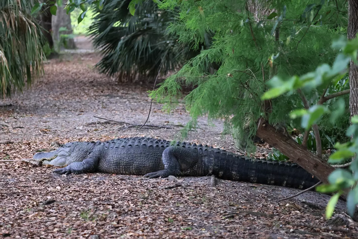 A 69-year-old woman has been attacked and killed by an alligator.