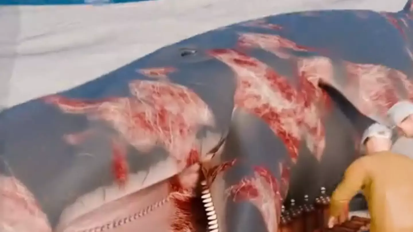 Simulation shows what happened during exploding whale incident that is still one of most bizarre spectacles ever recorded